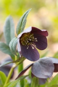 Plantes rustiques