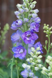 Plantes rustiques