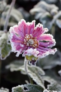 Plantes rustiques