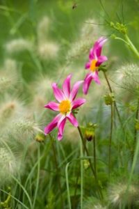 jardin romantique