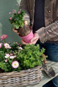Planter des vivaces