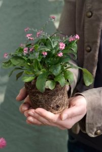 Planter des vivaces