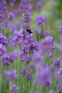 La lavande illumine votre jardin