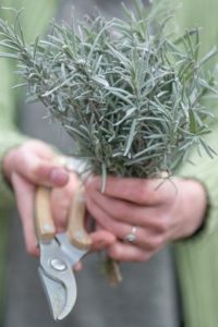 La lavande illumine votre jardin
