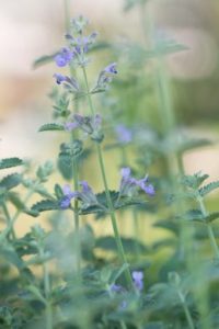 Les plantes vivaces ont un pouvoir de solution pour les conditions météorologiques extrêmes
