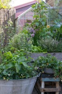 Un jardin potager facile avec des plantes vivaces