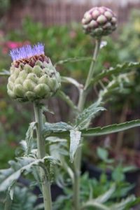 Un jardin potager facile avec des plantes vivaces