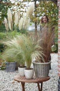 L’herbe de la pampa fait revivre votre jardin
