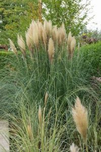 L’herbe de la pampa fait revivre votre jardin