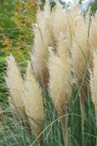Trawa L’herbe de la pampa fait revivre votre jardin ożywi każdy ogród