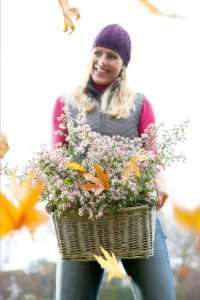 L'aster : Aster ericoides 'Snowflurry' et Aster lateriflorus 'Horizontalis'