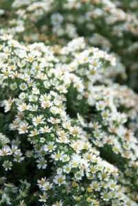 L'aster : Aster ericoides 'Snowflurry' et Aster lateriflorus 'Horizontalis'