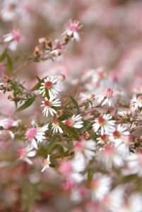 L'aster : Aster ericoides 'Snowflurry' et Aster lateriflorus 'Horizontalis' L'aster : Aster ericoides 'Snowflurry' et Aster lateriflorus 'Horizontalis'