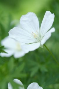 Les plantes vivaces au soleil : Delphinium, Geranium et Origanum