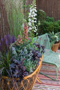 Les plantes vivaces en pot