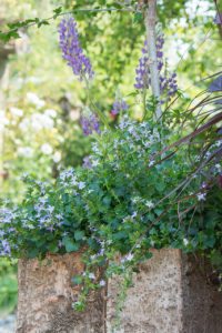 Les plantes vivaces en pot