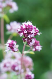 Les plantes vivaces au soleil : Delphinium, Geranium et Origanum Les plantes vivaces au soleil : Delphinium, Geranium et Origanum