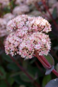 Les plantes nectarifères