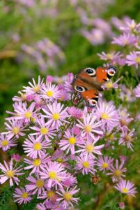 Les plantes nectarifères pappilon