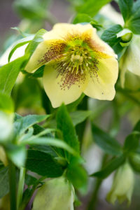 Les plantes résistant à l'hiver