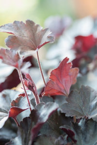 Les plantes résistant à l'hiver jardin