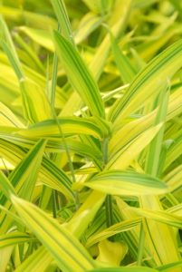 jardin plantes vertes