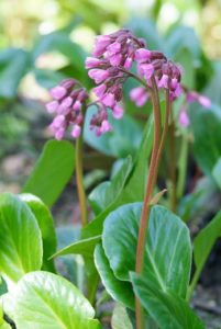jardin - plantes vivaces