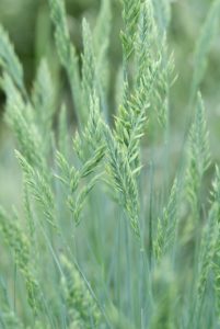 les graminées ornementales Festuca