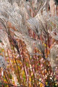 les graminées ornementales jardin