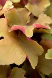 les plantes à feuillage
