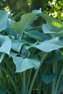 plantes vertes