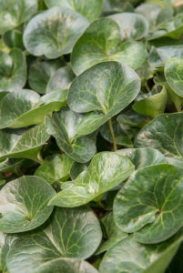 plantes vivaces