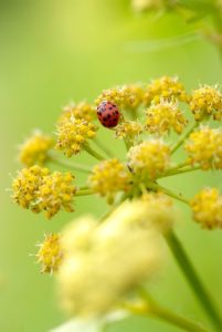 Plantes comestibles