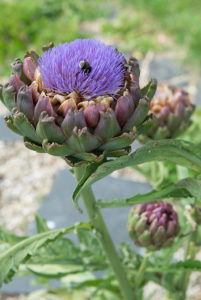 Plantes comestibles