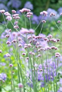 Séduire les papillons avec des plantes nectarifères