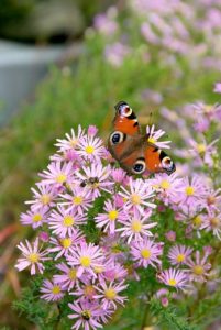 Séduire les papillons avec des plantes nectarifères