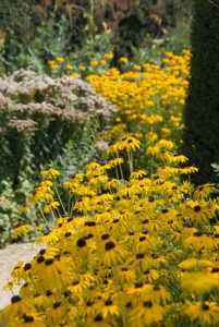 Vivaces dans les espaces verts publics