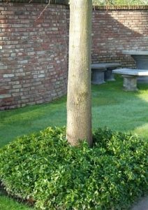 Vivaces dans les espaces verts publics
