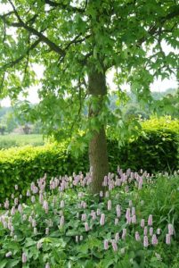 Vivaces dans les espaces verts publics