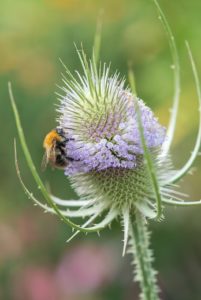 Séduire les papillons avec des plantes nectarifères