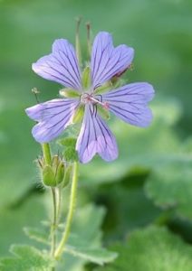 Plantes de jardin
