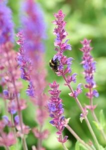 Plantes de jardin
