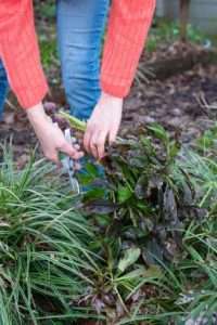 Entretien de printemps des vivaces dans les parterres