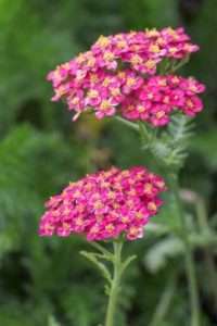 Achillée : indispensable dans chaque parterre