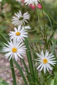 Les marguerites : les perles de l'été