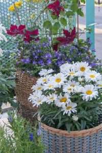 Les marguerites : les perles de l'été