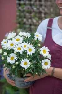 Les marguerites : les perles de l'été