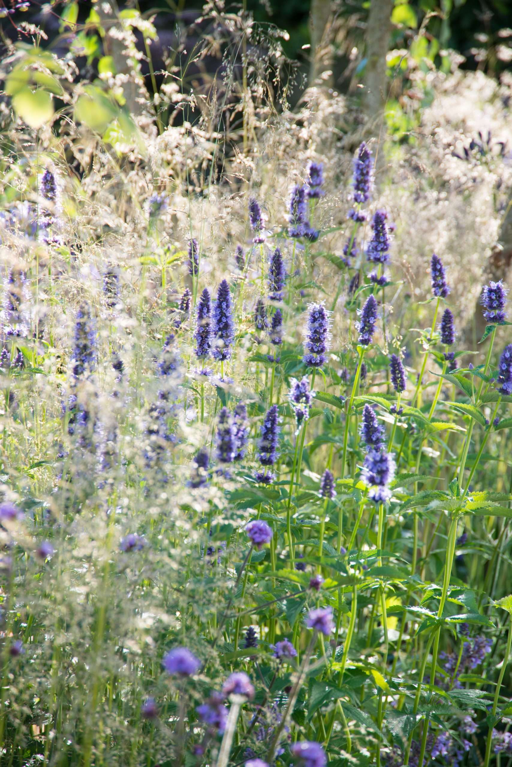 Nouvelle tendance en matière de jardinage : les plantes à tresser