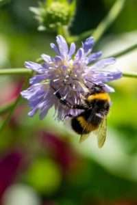 Les plantes vivaces sont excellentes pour la biodiversité : accueillez les papillons, les abeilles et les oiseaux !