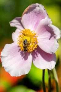Les plantes vivaces sont excellentes pour la biodiversité : accueillez les papillons, les abeilles et les oiseaux !